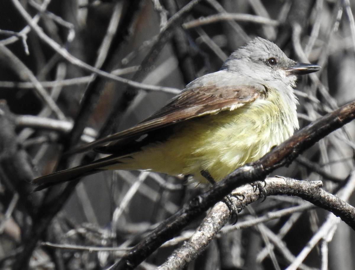 Western Kingbird - celia hulett