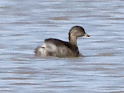 Hoary-headed Grebe - Michael Dahlem