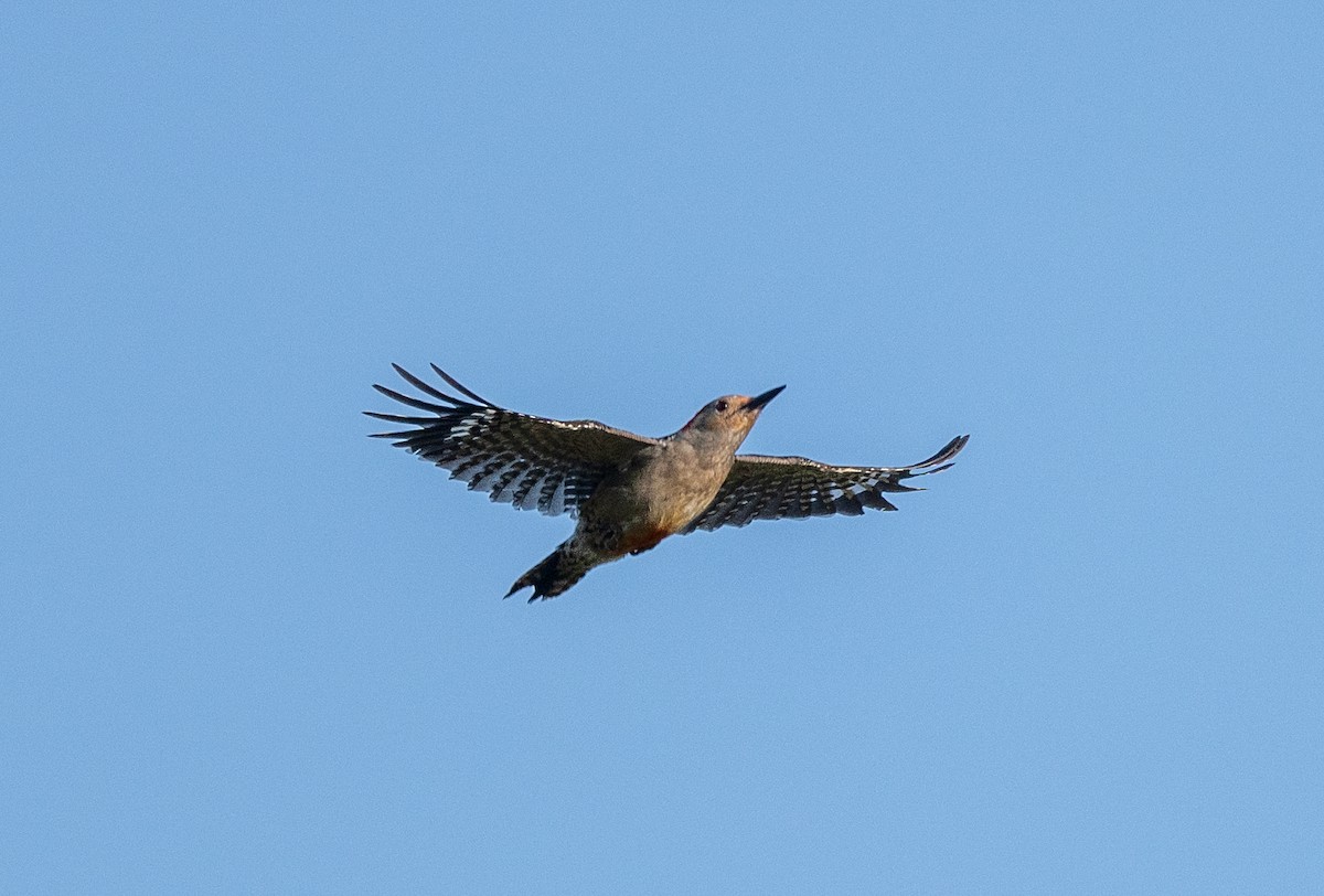 Red-bellied Woodpecker - Scott Murphy