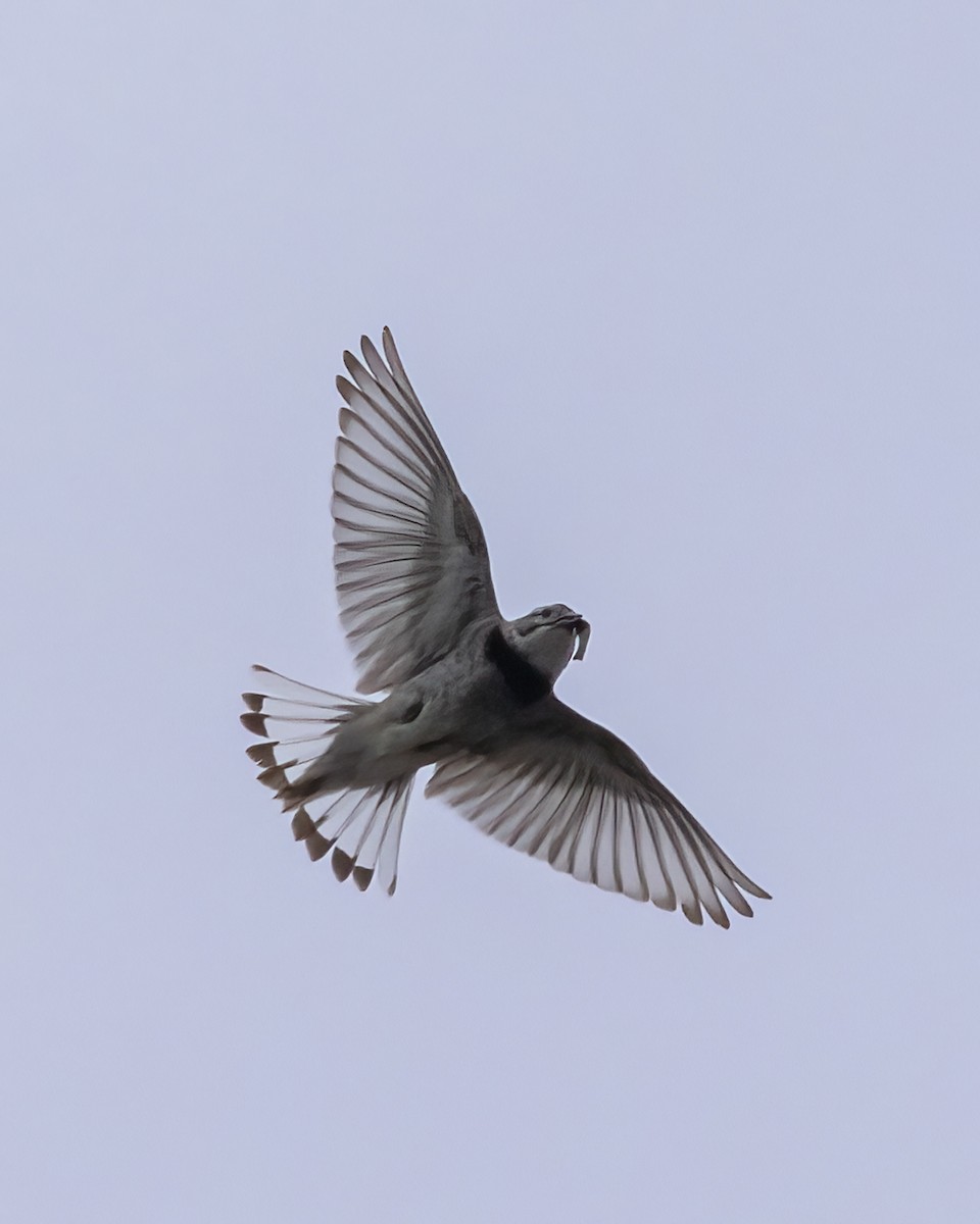 Thick-billed Longspur - ML619592880