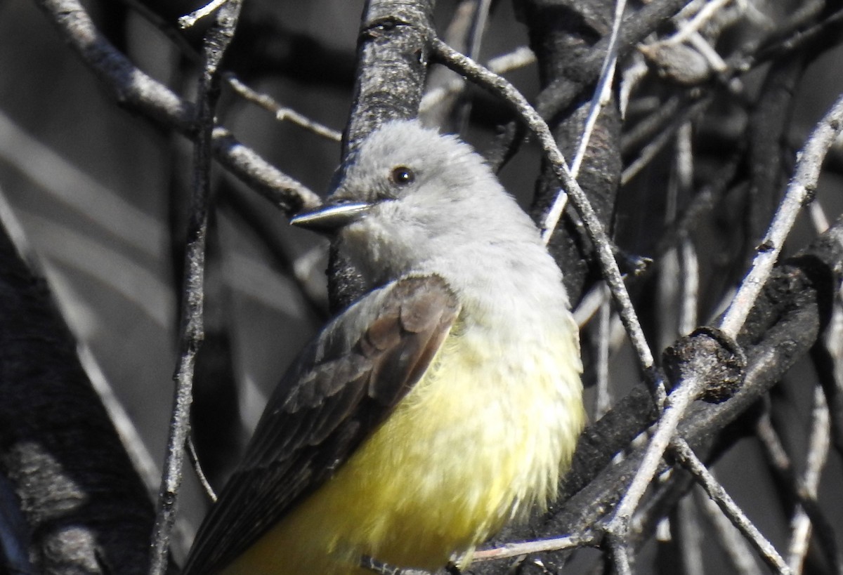 Western Kingbird - ML619592882