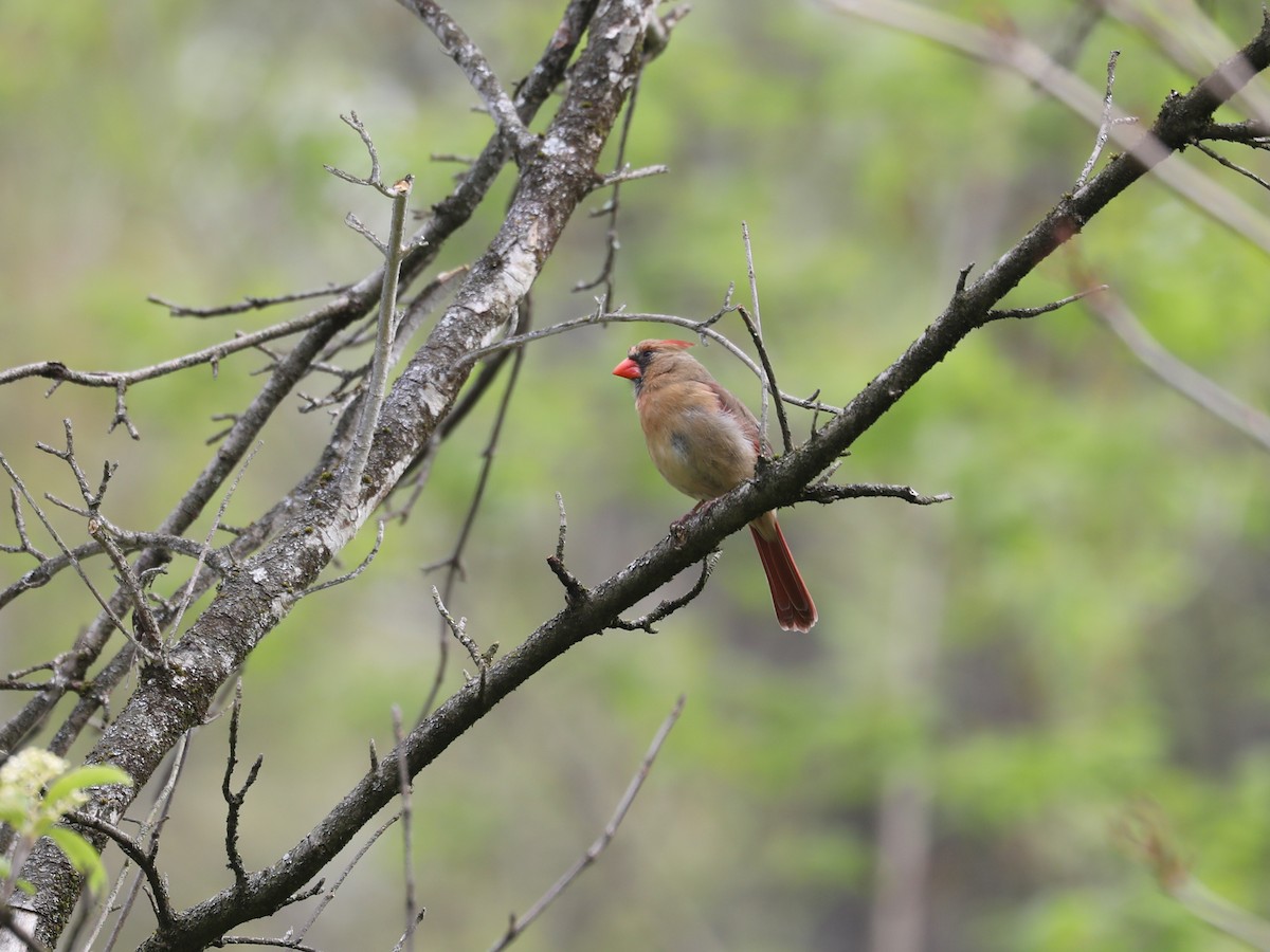 Northern Cardinal - Daniel Hinnebusch