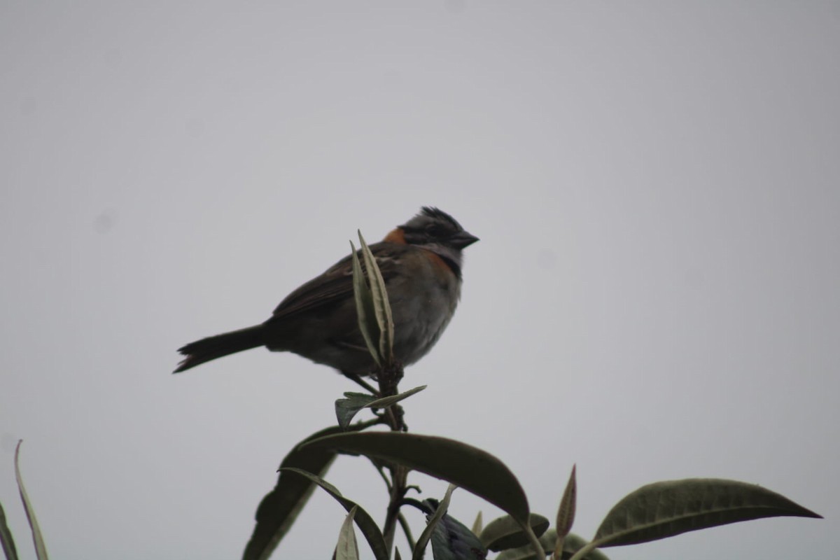 Rufous-collared Sparrow - Andrés Rojas Villalobos