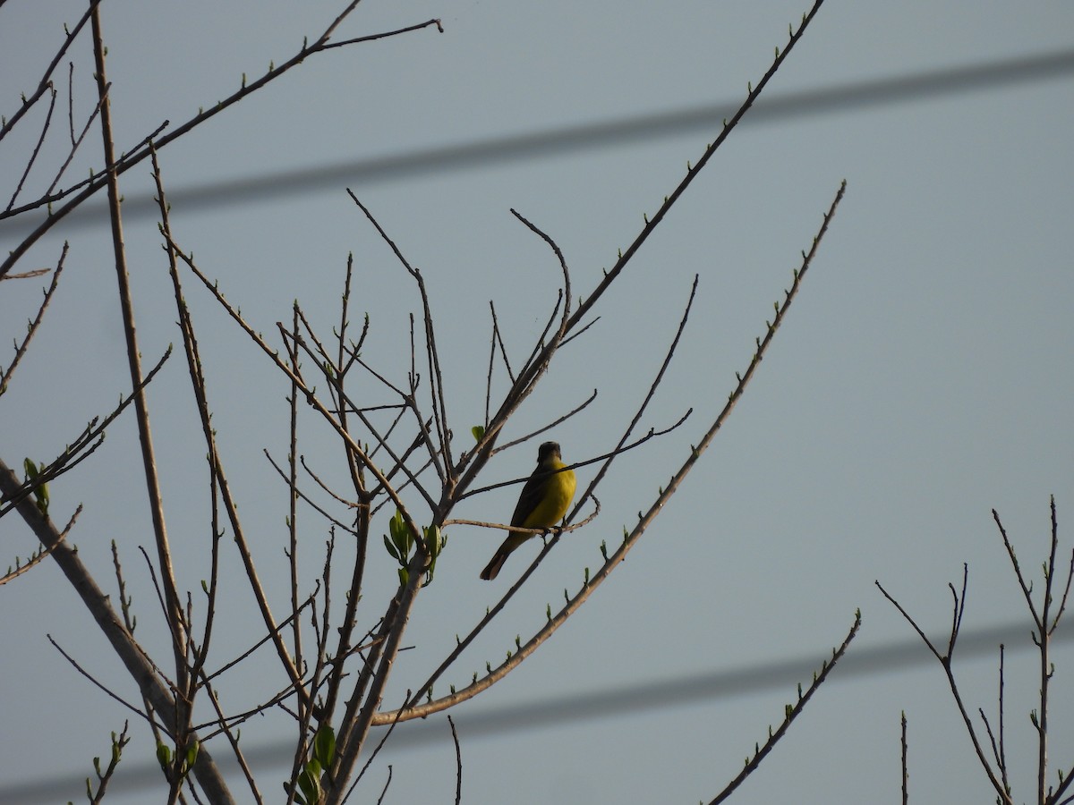 Social Flycatcher - Leandro Niebles Puello