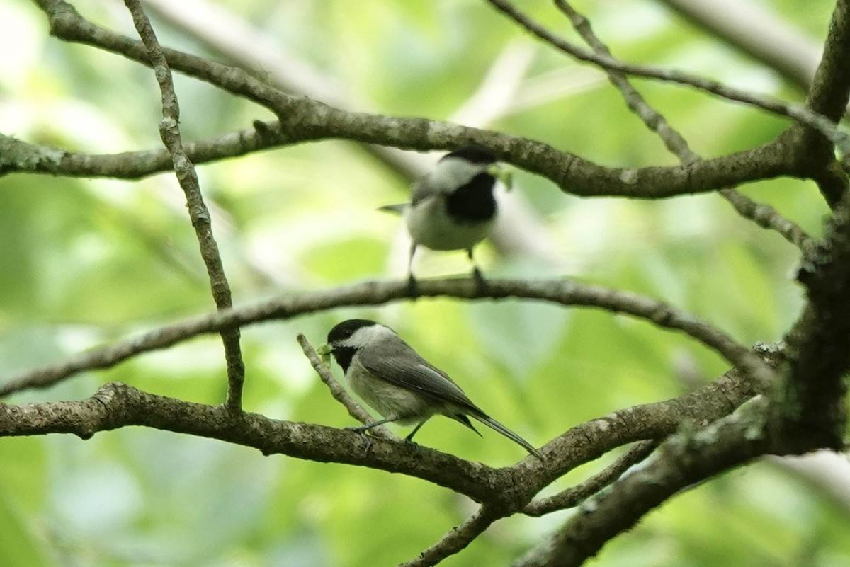 Carolina Chickadee - Fleeta Chauvigne