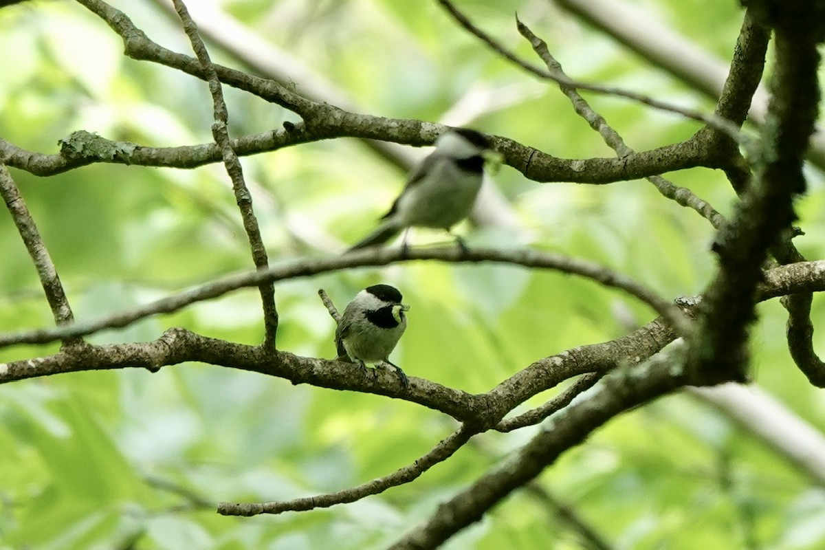 Carolina Chickadee - Fleeta Chauvigne