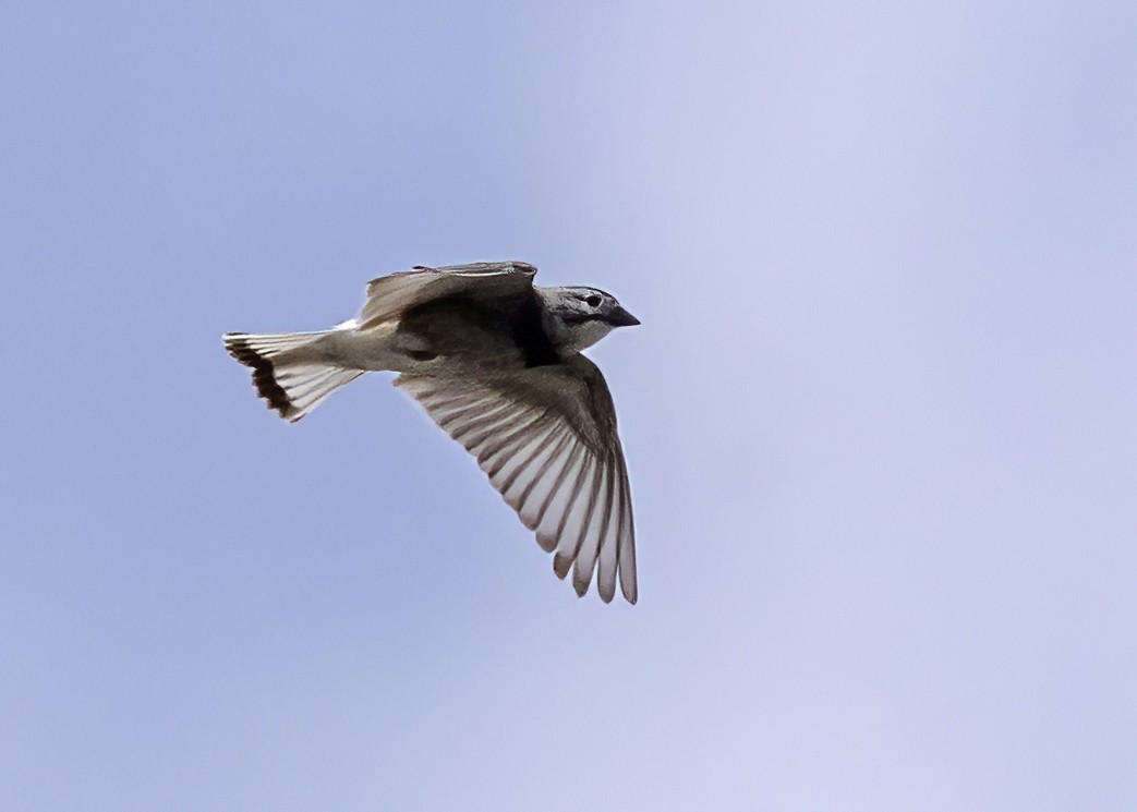 Thick-billed Longspur - Bob Martinka