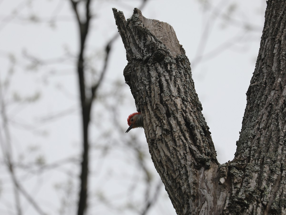 Red-bellied Woodpecker - Daniel Hinnebusch