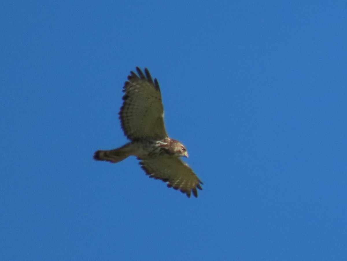 Broad-winged Hawk - Myron Gerhard