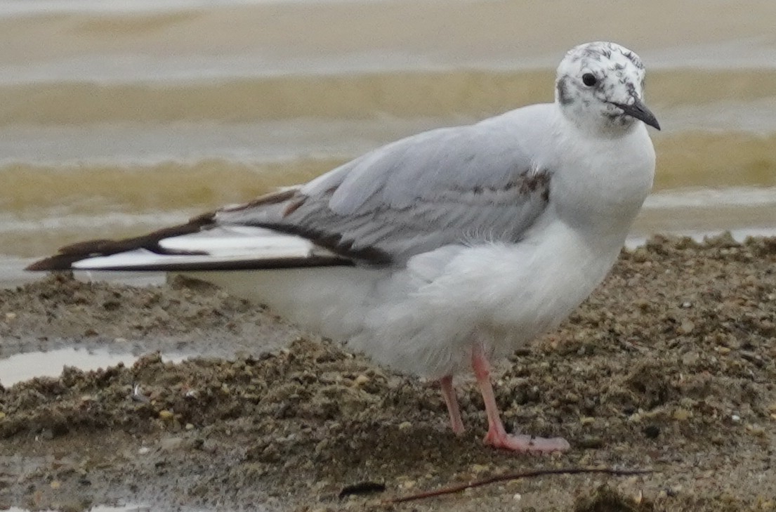 Bonaparte's Gull - John McCallister