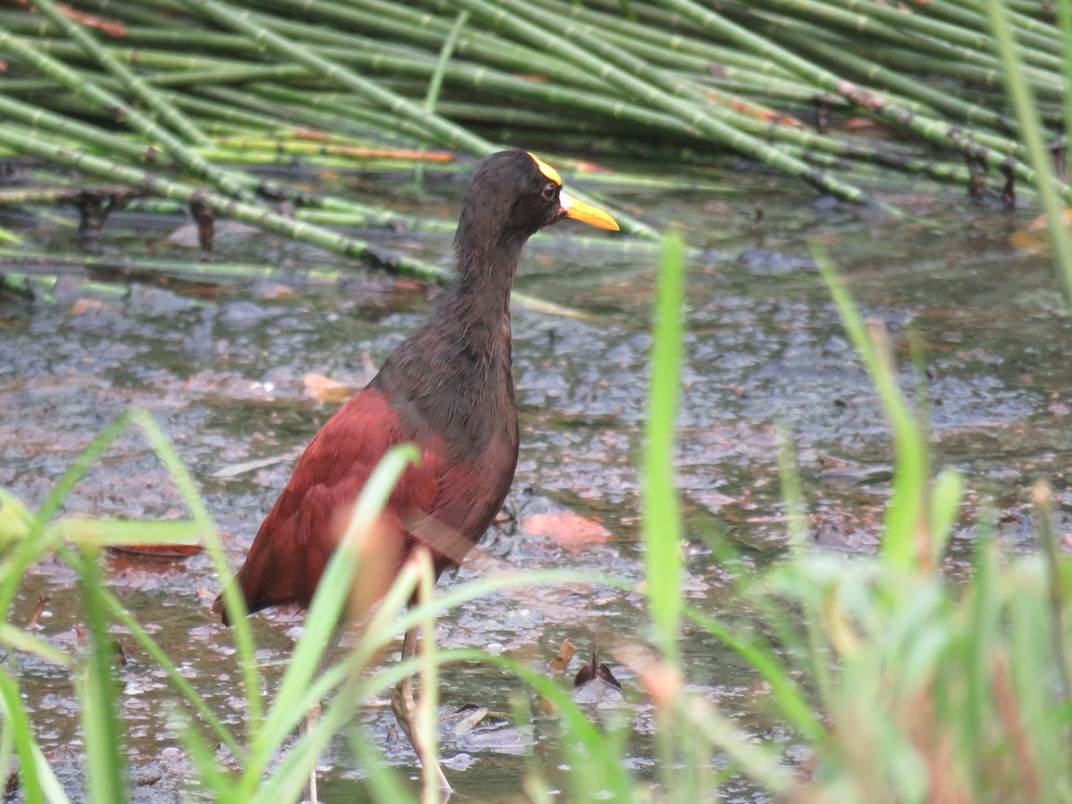 Northern Jacana - Sam Holcomb