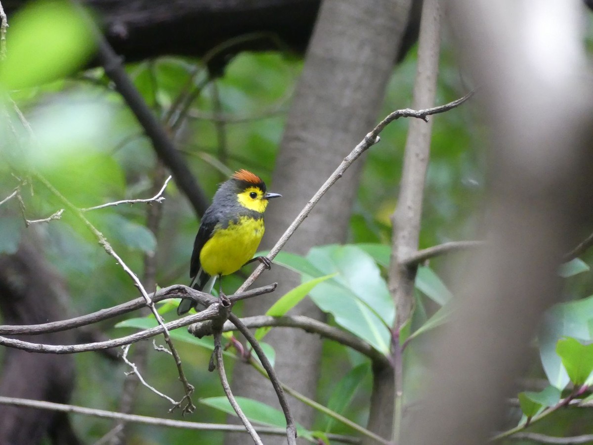 Collared Redstart - Andrés Rojas Villalobos