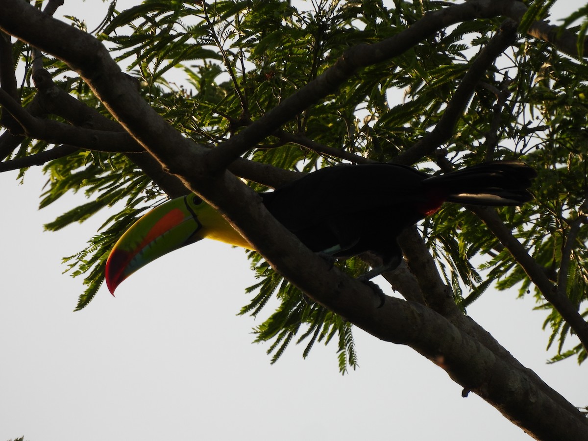 Keel-billed Toucan - ML619592923