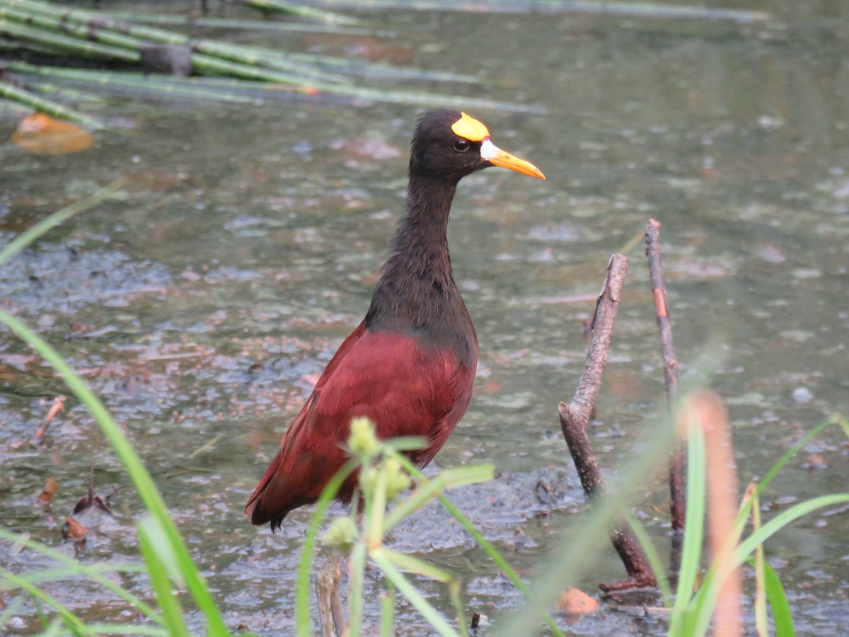 Northern Jacana - Sam Holcomb