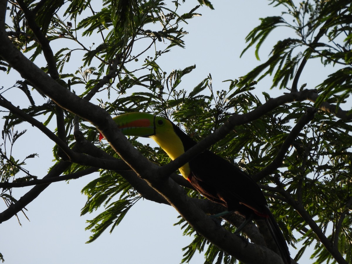 Keel-billed Toucan - ML619592925