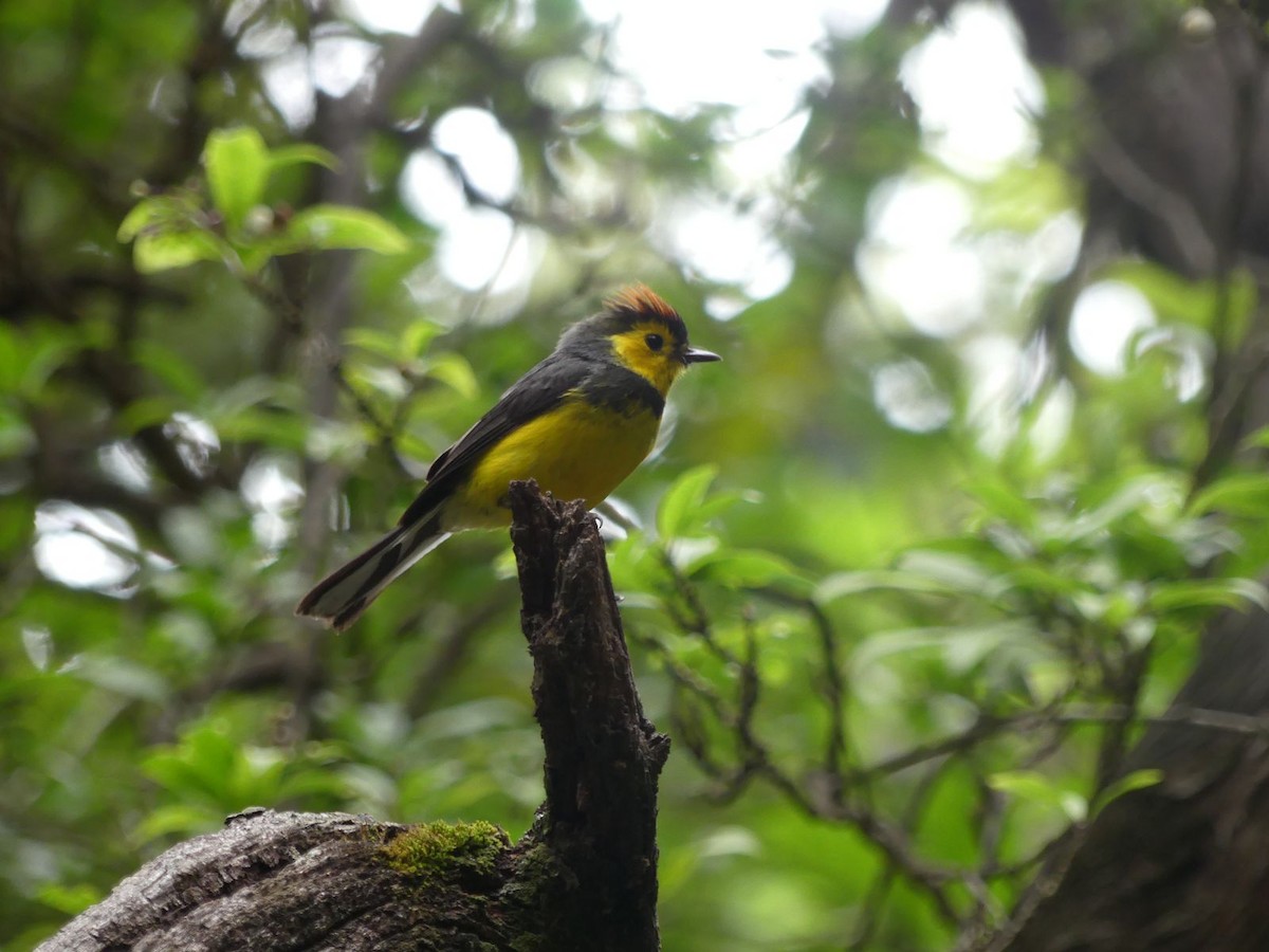 Collared Redstart - Andrés Rojas Villalobos