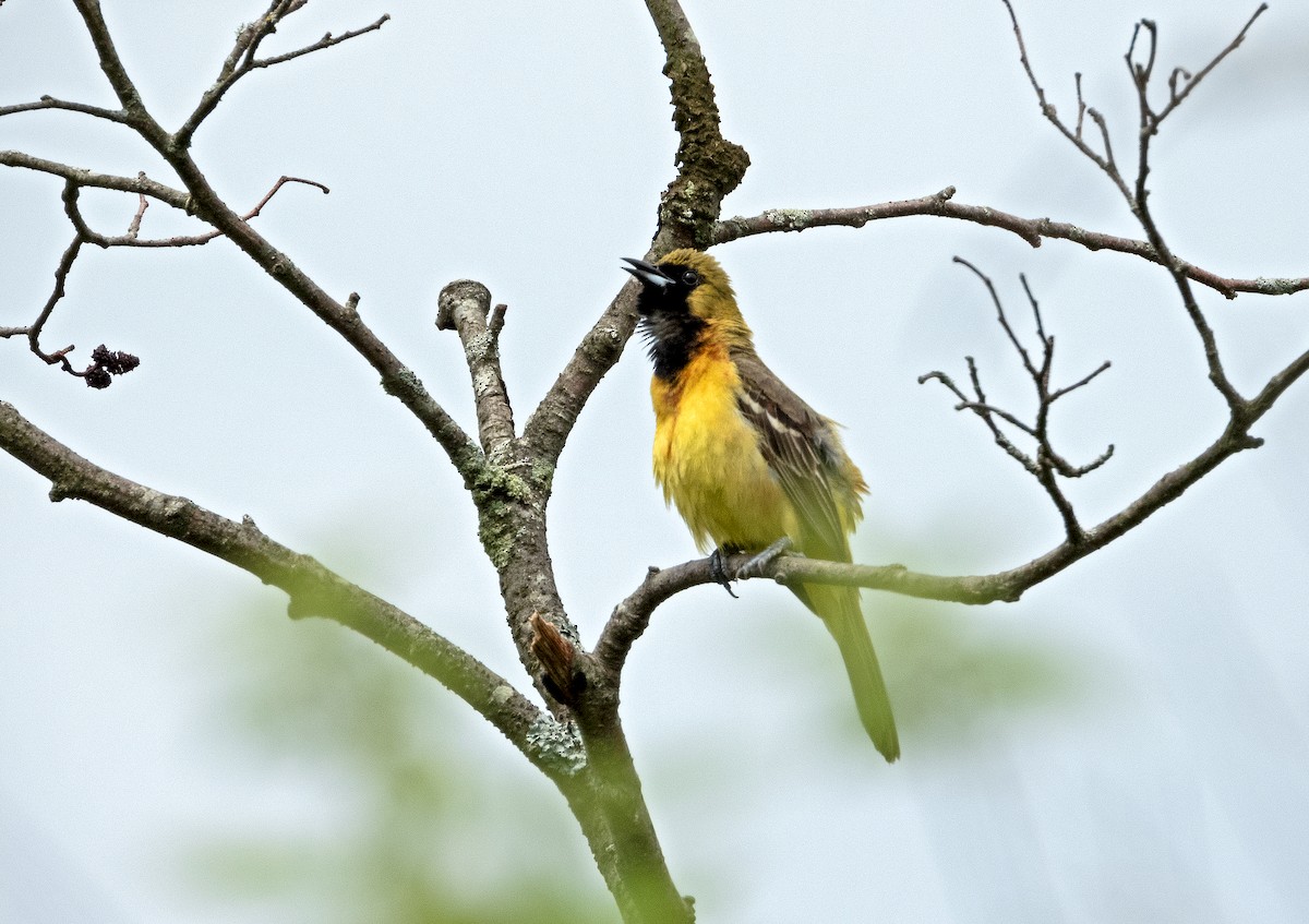 Orchard Oriole - James R. Hill, III