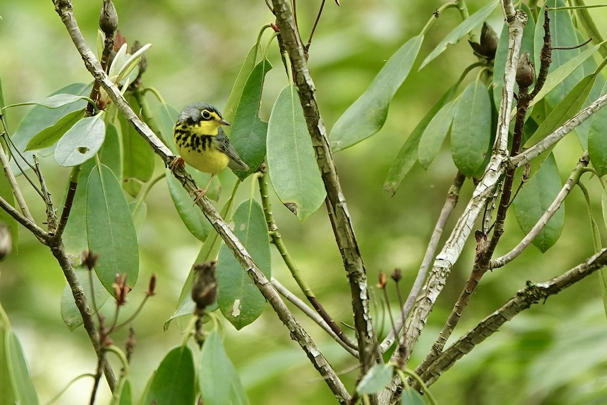 Canada Warbler - Fleeta Chauvigne