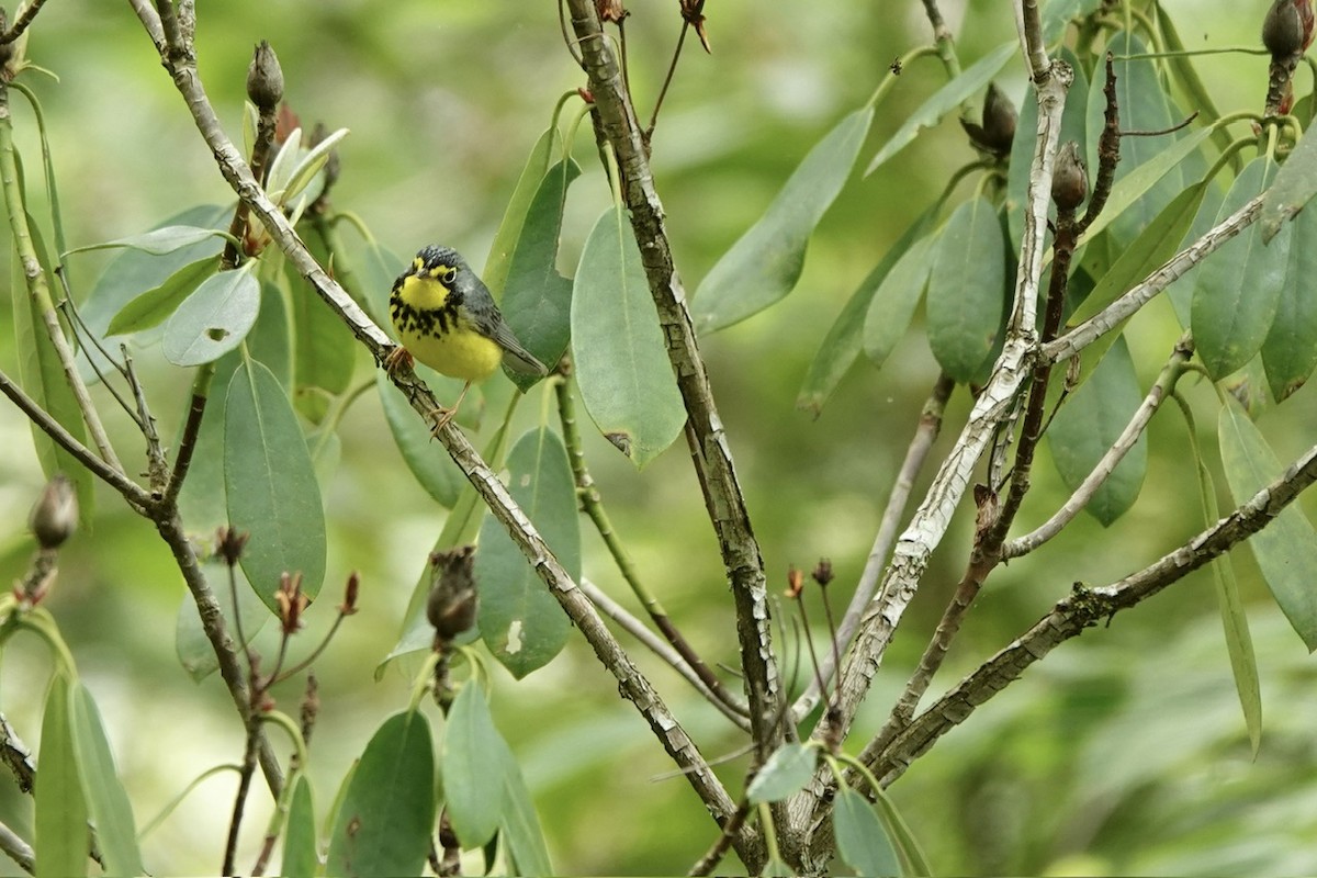 Canada Warbler - Fleeta Chauvigne