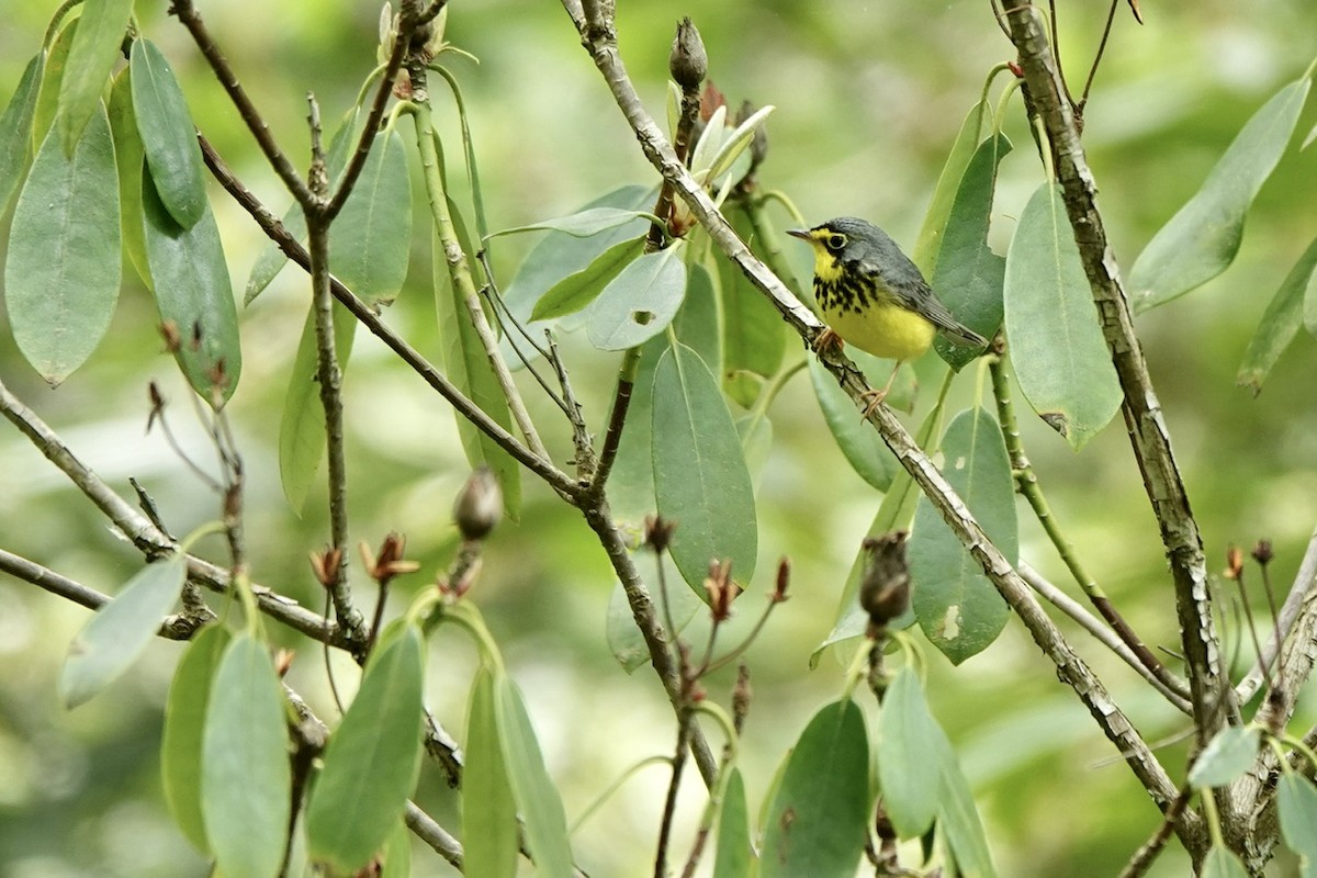 Canada Warbler - Fleeta Chauvigne