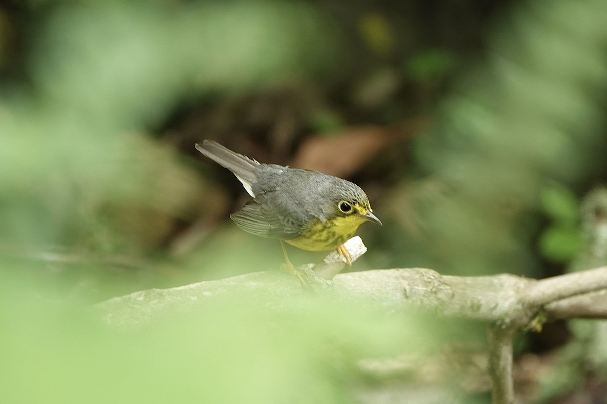 Canada Warbler - Fleeta Chauvigne