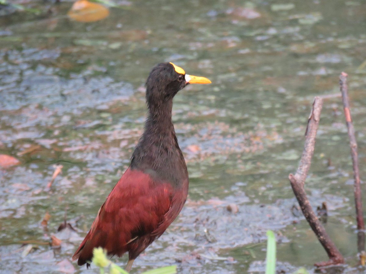 Northern Jacana - Sam Holcomb