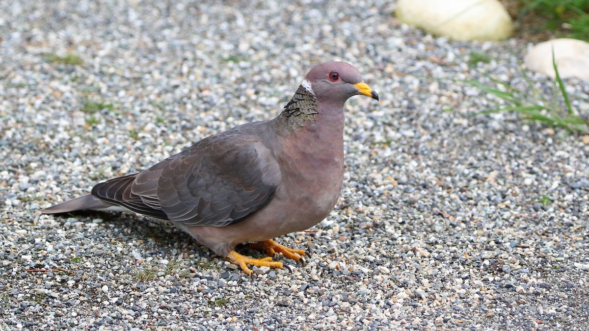Band-tailed Pigeon - Breck Breckenridge