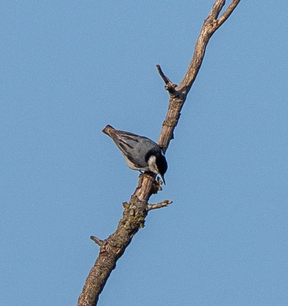 White-breasted Nuthatch - Scott Murphy