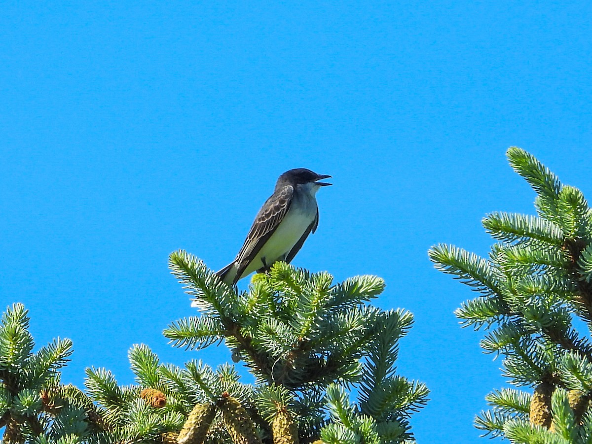 Eastern Kingbird - Haley Gottardo