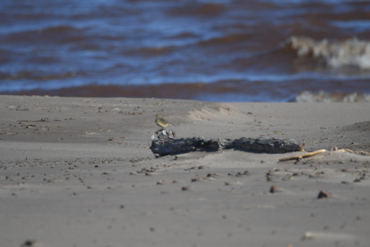 American Pipit - Ryne Rutherford