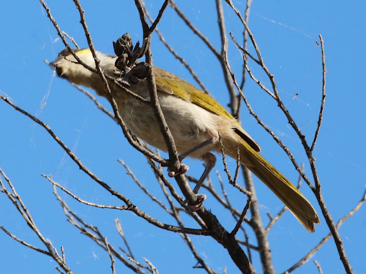 Singing Honeyeater - Michael Dahlem