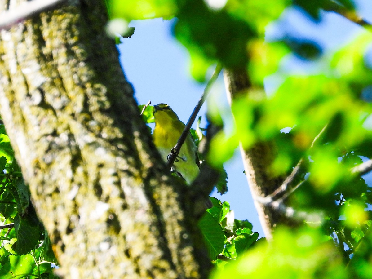 Yellow-throated Vireo - Haley Gottardo