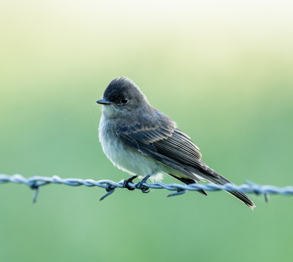 Eastern Phoebe - Scott Murphy