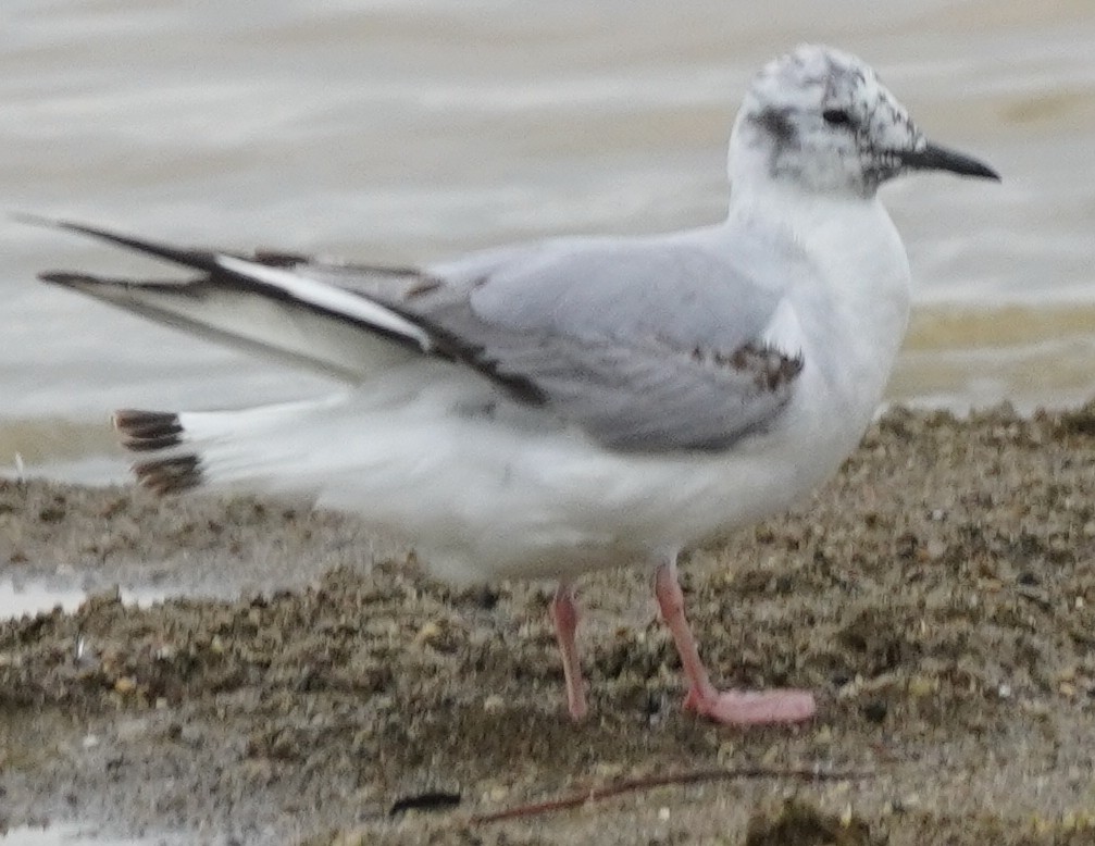 Bonaparte's Gull - John McCallister