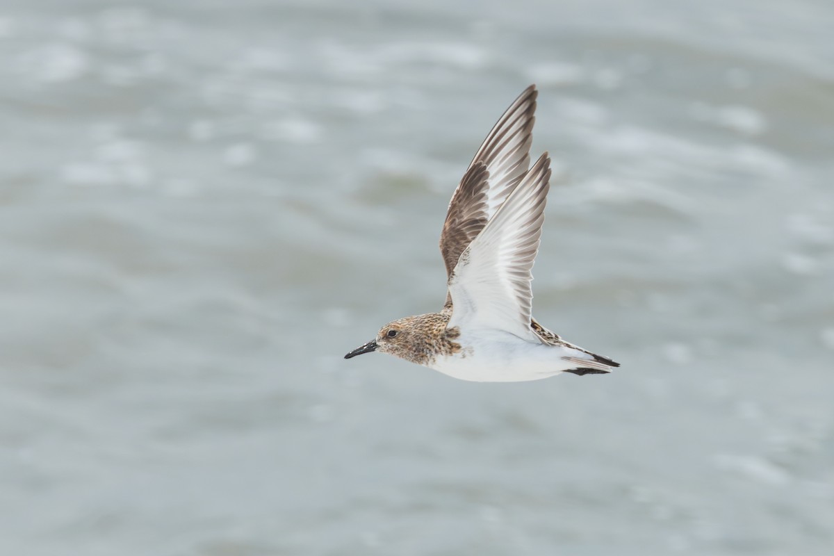 Sanderling - Mike Andersen