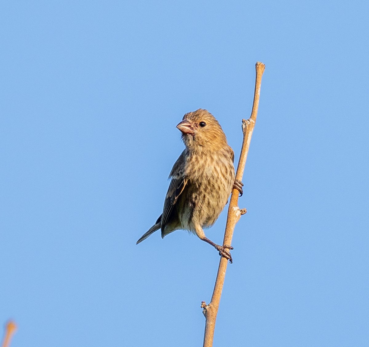 House Finch - Scott Murphy