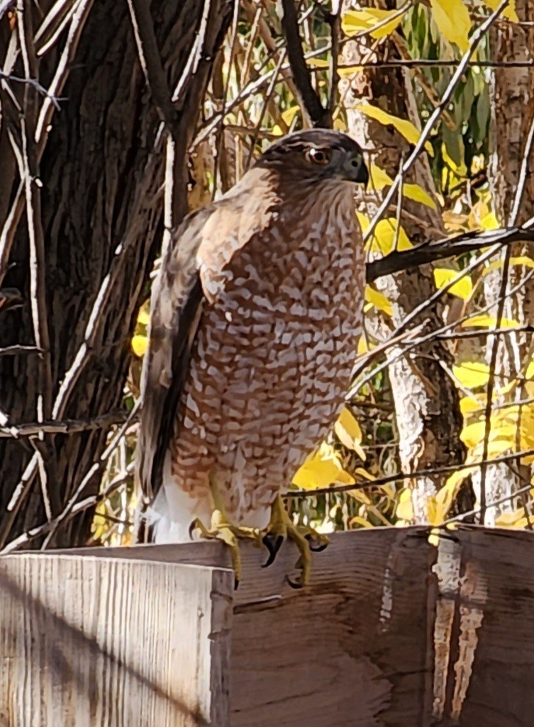 Cooper's Hawk - Nancy Cox