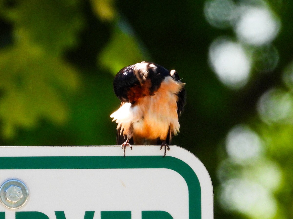 Barn Swallow - Haley Gottardo