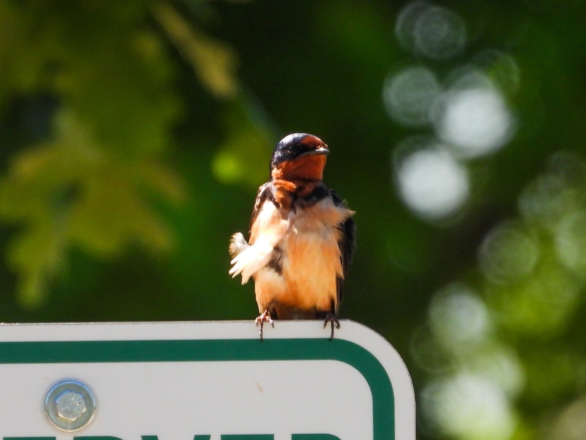 Barn Swallow - Haley Gottardo