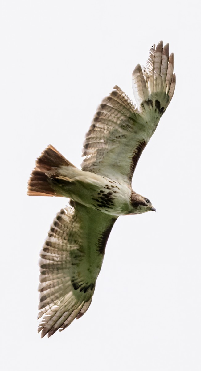 Red-tailed Hawk - Scott Young