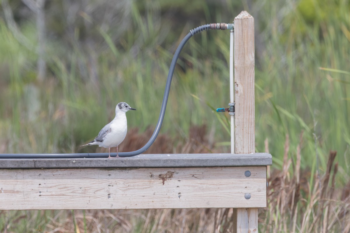 Bonaparte's Gull - Mike Andersen