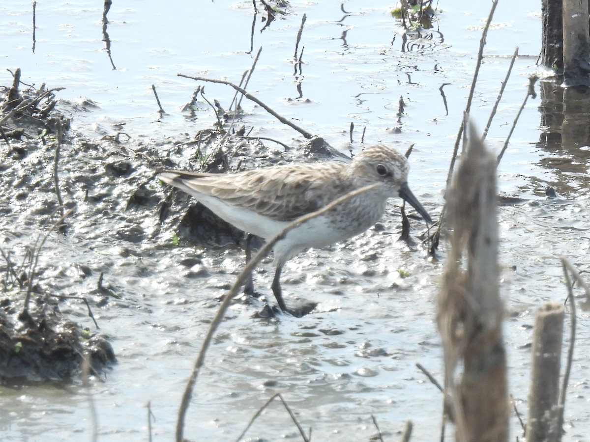 Semipalmated Sandpiper - Cindy Leffelman