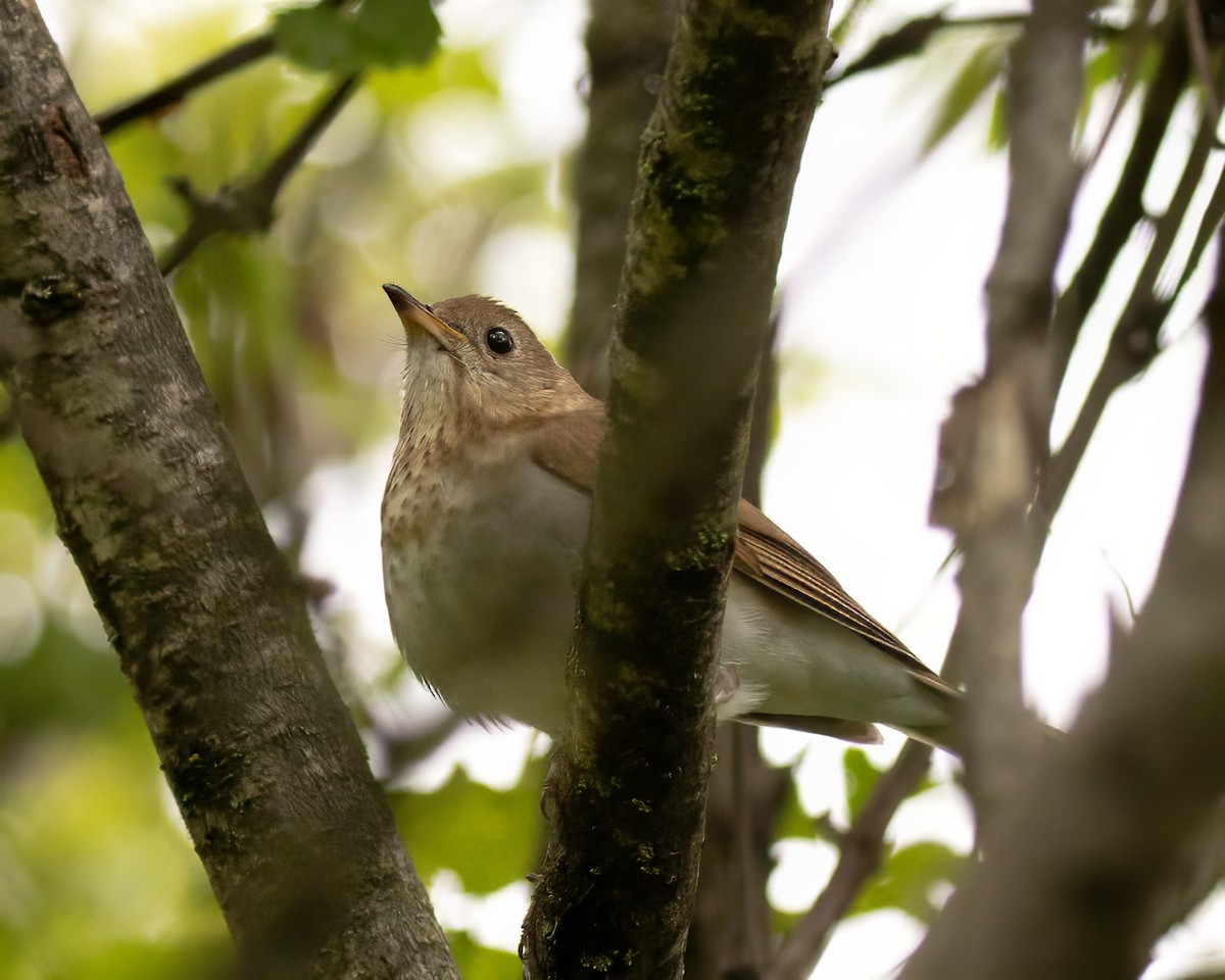 Veery - Frank Pointner