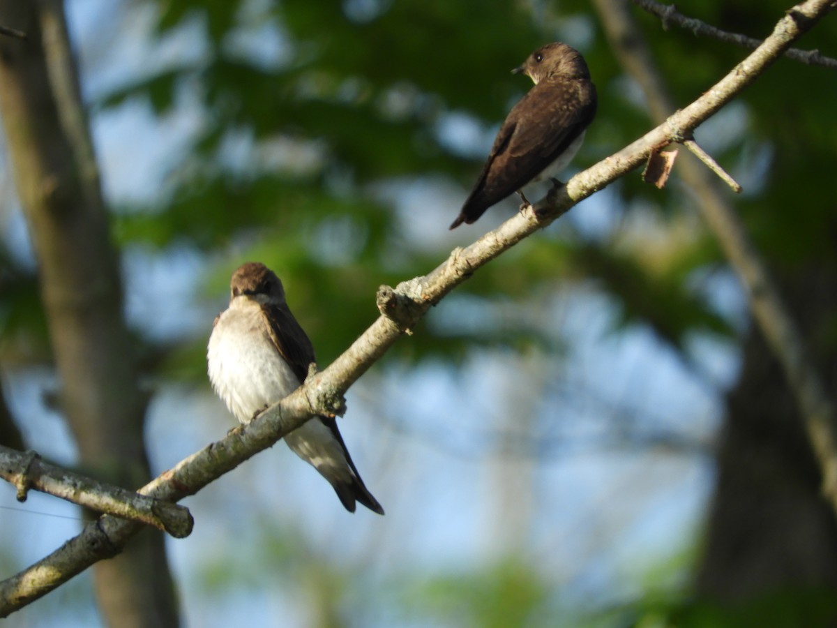 Northern Rough-winged Swallow - ML619593001