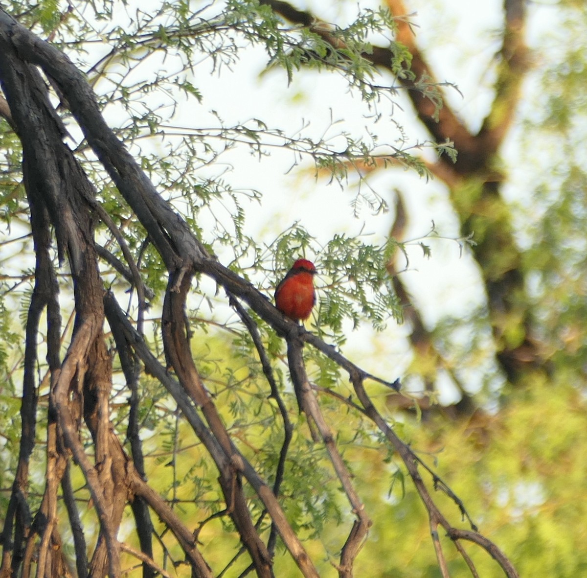 Vermilion Flycatcher - Melanie Barnett