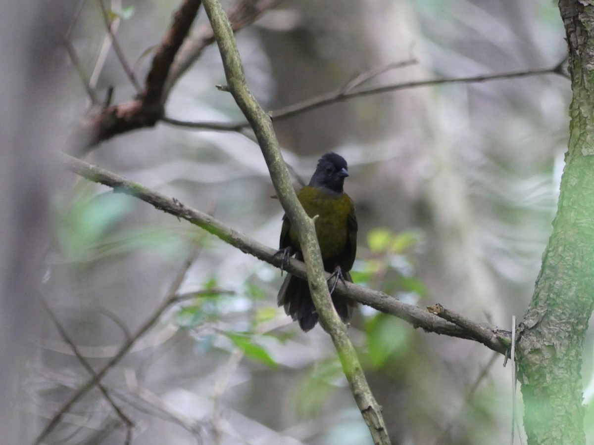 Large-footed Finch - ML619593009