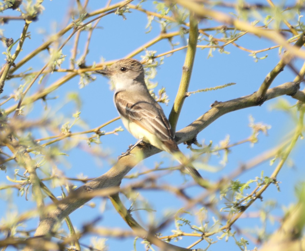 Ash-throated Flycatcher - Melanie Barnett