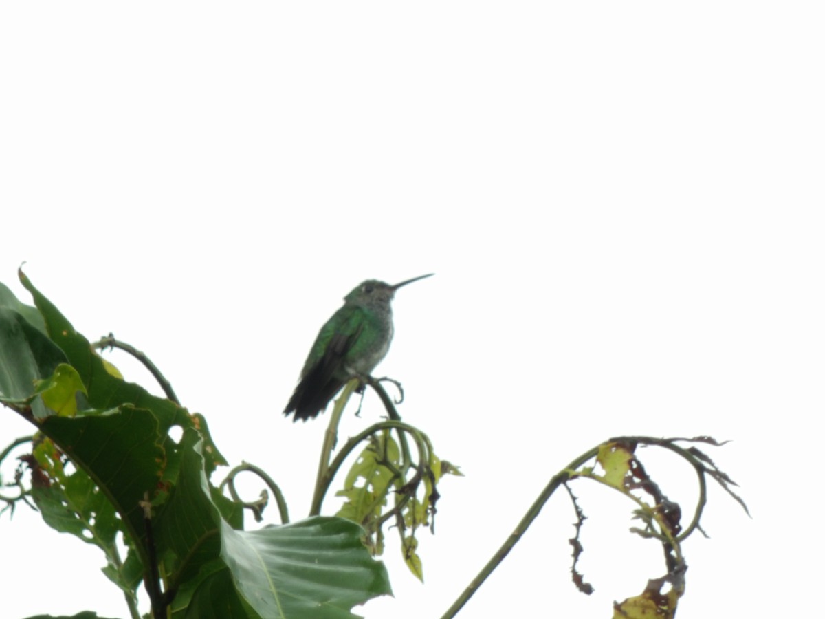 Glittering-throated Emerald - Nitzon Abad