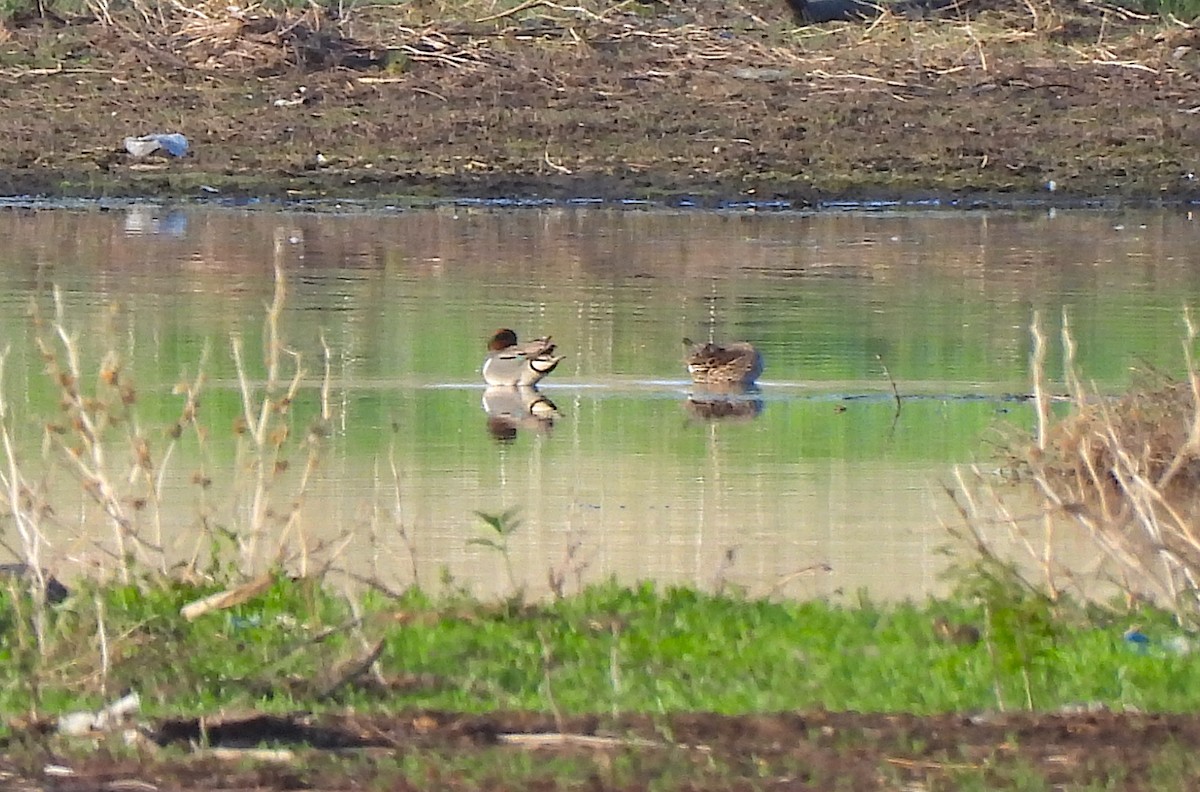 Green-winged Teal - Ted Floyd