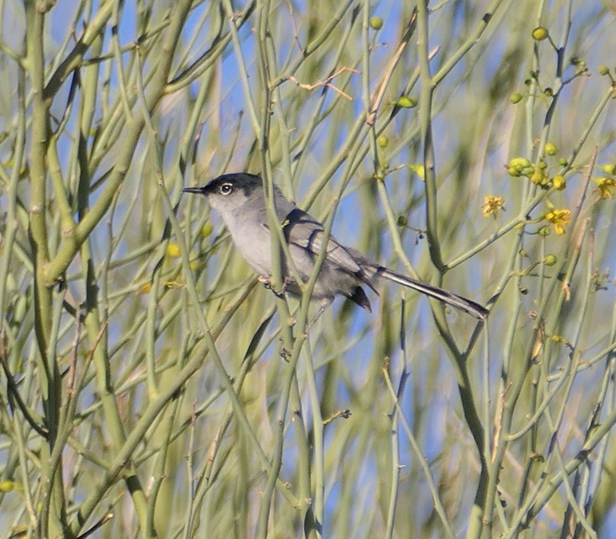 Black-tailed Gnatcatcher - Melanie Barnett